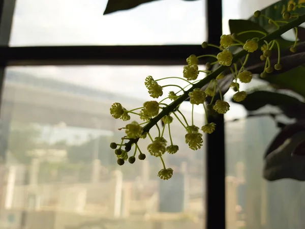 屋内のポット植物で成長する美しいインドのかわいいと小さな白い花の束 — ストック写真