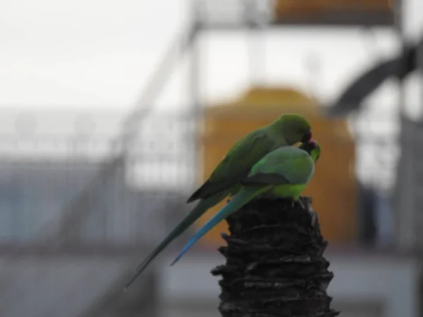 Gros Plan Belle Paire Indienne Couple Perroquets Assis Sur Arbre — Photo