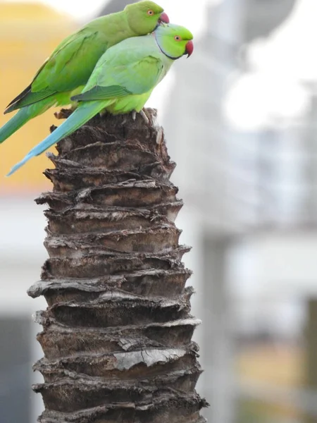 Gros Plan Belle Paire Indienne Couple Perroquets Assis Sur Arbre — Photo