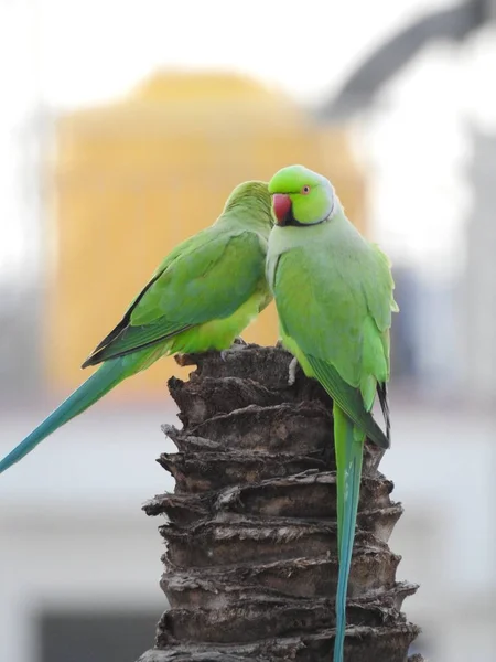 Closeup Beautiful Indian Pair Couple Parrots Sitting Tree Sky City — Stock Photo, Image