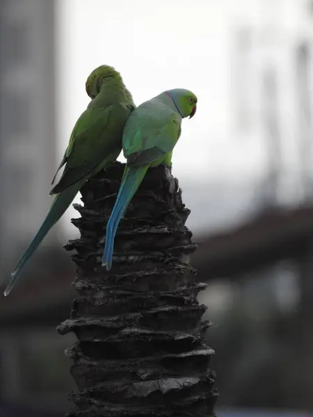 Gros Plan Belle Paire Indienne Couple Perroquets Assis Sur Arbre — Photo