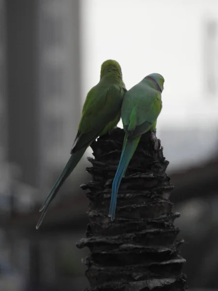 Closeup Beautiful Indian Pair Couple Parrots Sitting Tree Sky City — Stock Photo, Image