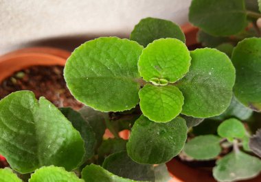 Meksika nanesi ya da Doddapatre 'a yakın bir yerde kalın yapraklar, güzel kokular ve saksıda yetişen bitkiler bulunur..