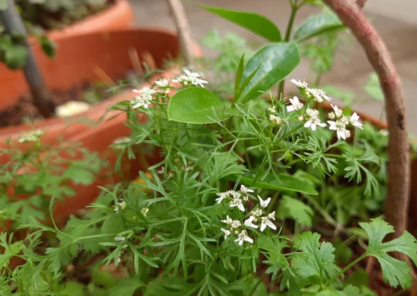 由美丽的白花和科连德的叶子做成的衣服生长在一个家庭花园的盆子里 — 图库照片