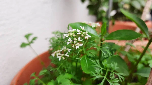 美しい白い花とコリアンダーの葉の閉鎖は 家の庭の鍋で成長します — ストック写真