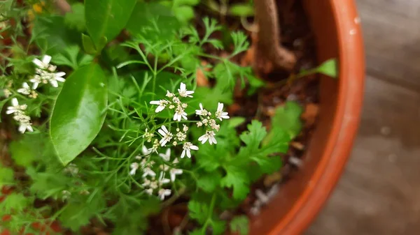 Primer Plano Hermosa Flor Blanca Hojas Cilantro Crecen Una Maceta — Foto de Stock