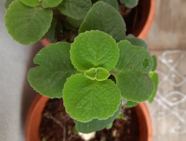 Primer Plano Menta Mexicana Doddapatre Consisten Hojas Gruesas Fragancia Planta — Foto de Stock