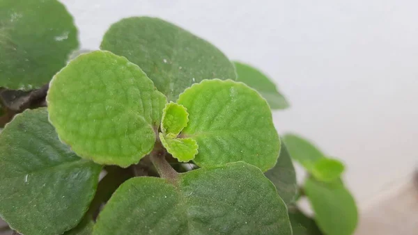 Closeup Hortelã Mexicana Doddapanabol Consistem Folhas Grossas Fragrância Planta Ervas — Fotografia de Stock