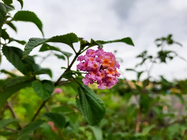 Покриття Індійської Квіткової Рослини Lantana Camara Зеленому Тлі — стокове фото