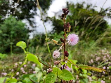 Hassas ya da Utanç Bitkisinin Kapanışı Pembe Çiçek ve yeşil arka planda çiçek tomurcukları