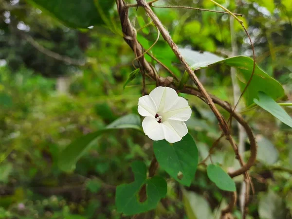 インドの野生イポモエアの閉鎖オブスクラ 自然の中であいまいな朝の栄光小さな白い花の背景 — ストック写真