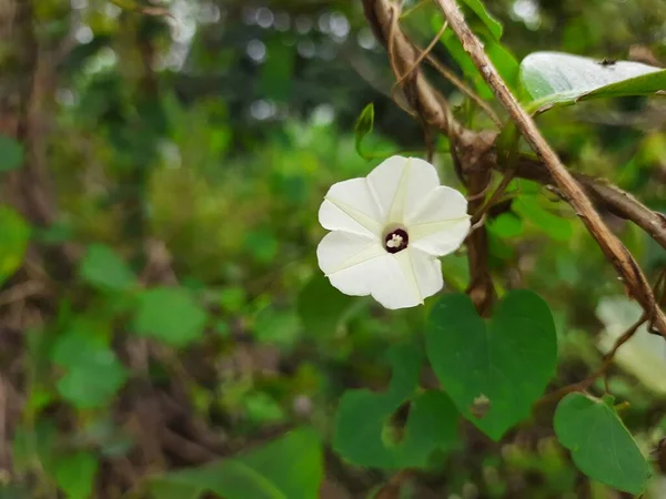 Primer Plano Indian Wild Ipomoea Obscura Oscura Mañana Gloria Pequeña — Foto de Stock