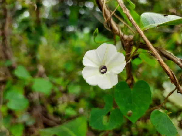 インドの野生イポモエアの閉鎖オブスクラ 自然の中であいまいな朝の栄光小さな白い花の背景 — ストック写真