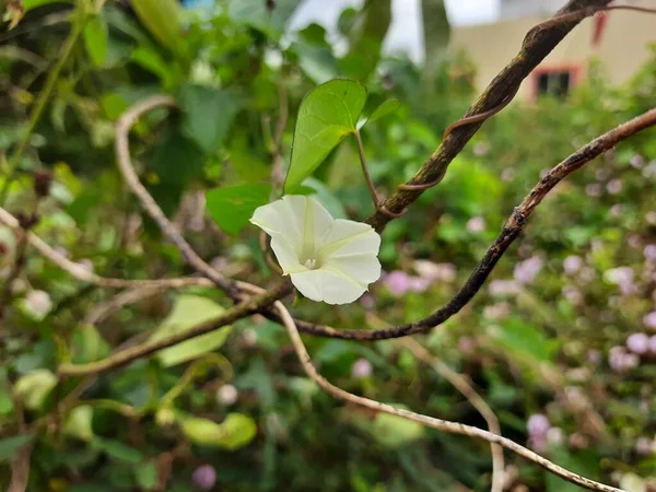 インドの野生イポモエアの閉鎖オブスクラ 自然の中であいまいな朝の栄光小さな白い花の背景 — ストック写真