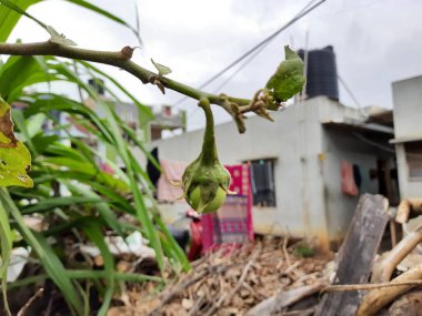 Young Brinjal 'ın ya da House Garden' da Meyve Yetiştiren Yumurta Bitkisi 'nin yakın çekimi