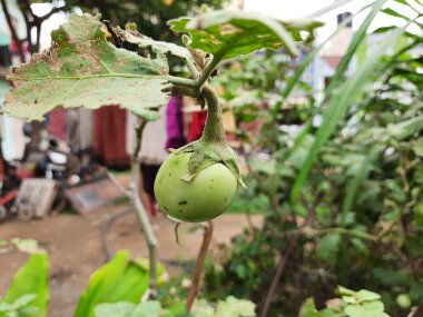 Young Brinjal 'ın ya da House Garden' da Meyve Yetiştiren Yumurta Bitkisi 'nin yakın çekimi