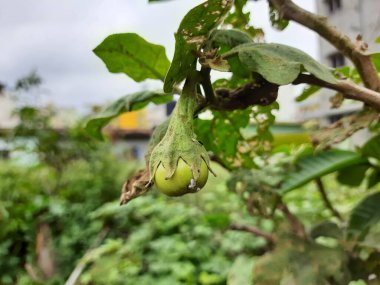 Young Brinjal 'ın ya da House Garden' da Meyve Yetiştiren Yumurta Bitkisi 'nin yakın çekimi