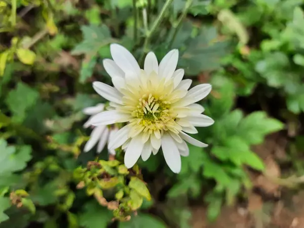 Крупный План Красивого Белого Желтого Цвета Астер Хризантема Цветок Растении — стоковое фото