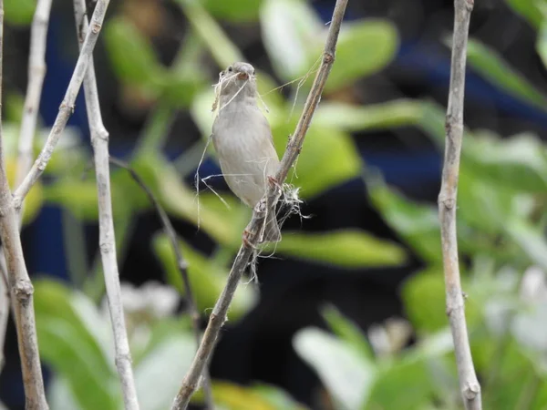 Closeup Indian Grey Color Sparrow Stand Holding Piece Rope Build — Foto de Stock
