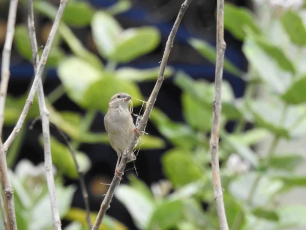 Close Van Een Indian Grey Color Sparrow Standaard Met Een — Stockfoto