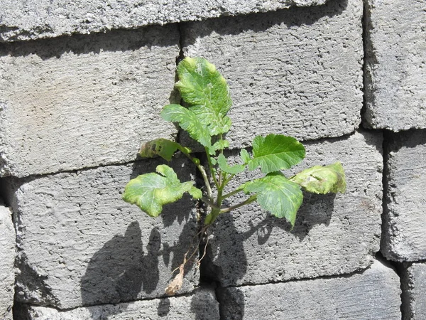 セメントブロックまたはレンガの隙間で成長している植物の閉鎖 セメントレンガ壁のパターンと背景 — ストック写真