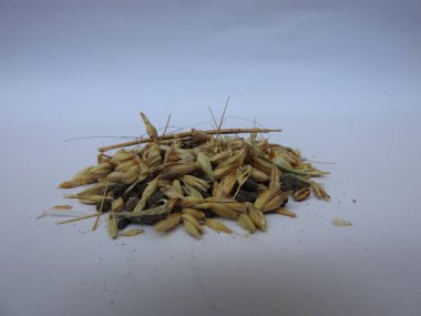 Temizlenmemiş ya da soyulmamış buğday yığını ve yığın beyaz arkaplanda izole edilmişken kumun yakın plan görüntüsü