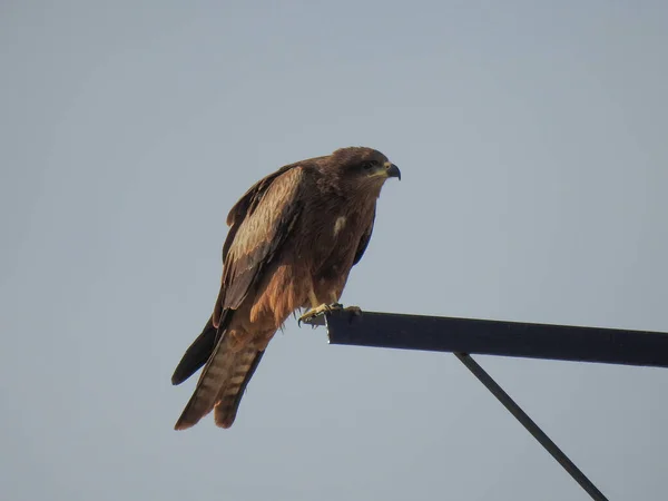 Primo Piano Colore Marrone Aquila Indiana Seduto Una Piastra Ferro — Foto Stock