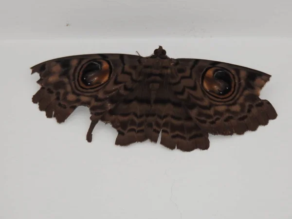 色彩艳丽的大尺寸灰褐色蝴蝶与白色背景隔离的眼盆的布景 — 图库照片
