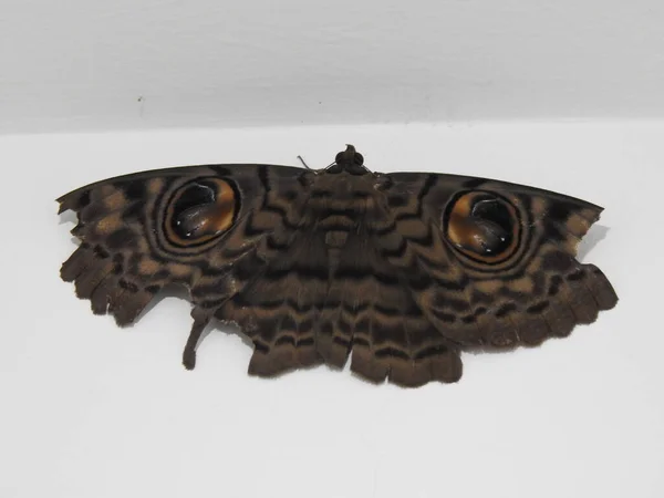 Zbliżenie Piękny Duży Rozmiar Szary Brązowy Kolor Motyl Eyespot Izolowane — Zdjęcie stockowe