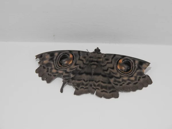 色彩艳丽的大尺寸灰褐色蝴蝶与白色背景隔离的眼盆的布景 — 图库照片