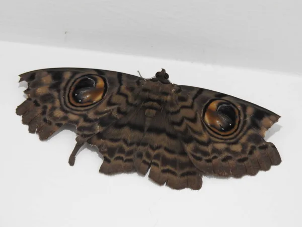 Closeup Beautiful Big Size Gray Brown Color Butterfly Eyespot Isolated — Stock Photo, Image