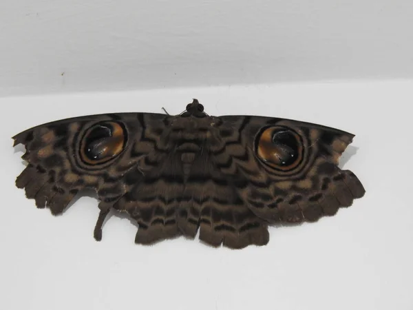 Zbliżenie Piękny Duży Rozmiar Szary Brązowy Kolor Motyl Eyespot Izolowane — Zdjęcie stockowe