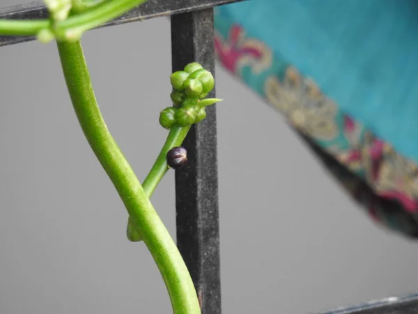 Basella Alba Fruit Spinach Malabar Fruits Leaf Selective Focus Isolated — 스톡 사진