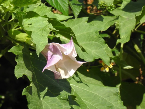 Крупним Планом Красиві Датура Рожева Квітка Білого Кольору Квітка Зелений — стокове фото
