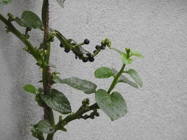 Basella Alba Fruit Ispanak Malabar Yaprak Üzerine Malabar Meyvesi Nin — Stok fotoğraf