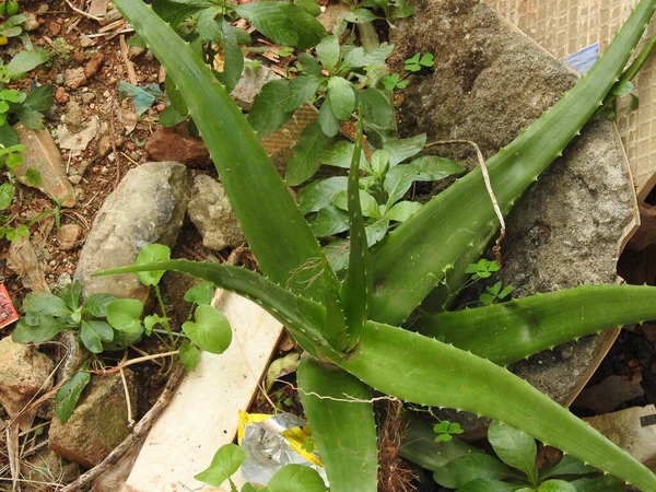 Primer Plano Aloe Vera Vista Planta Desde Ángulo Superior Con — Foto de Stock