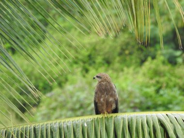 Hindistan Kahverengi Kartalı, Hindistan Cevizi Ağacı 'nın yeşil arka planlı dallarının üzerinde oturuyor.