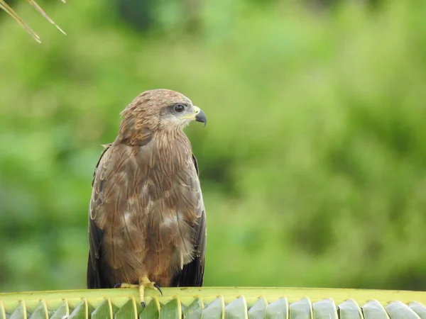 Primo Piano Colore Marrone Indiano Aquila Seduta Sopra Rami Cocco — Foto Stock