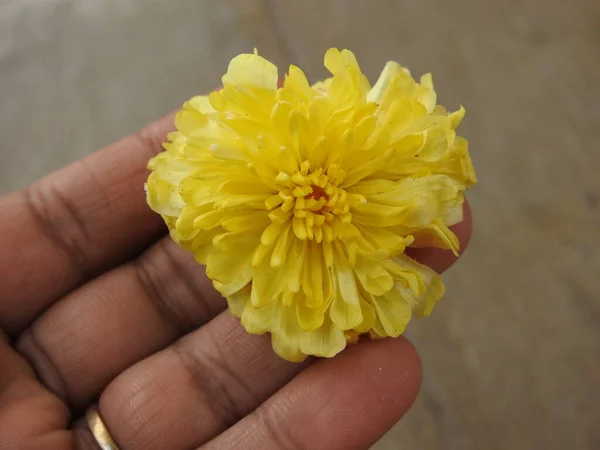 Güzel Sarı Renkli Kasımpatı Sevanthige Çiçeği Nin Bir Elinde Yerde — Stok fotoğraf