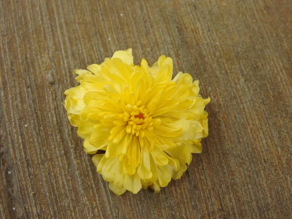 Closeup Beautiful Yellow Color Chrysanthemum Sevanthige Flower Holding Hand Floor — Stock Photo, Image