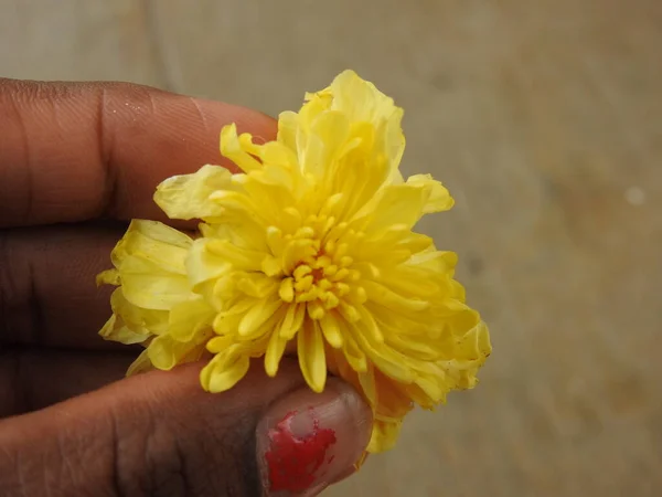 Κοντινό Πλάνο Του Όμορφου Κίτρινου Χρώματος Chrysanthemum Sevanthige Λουλούδι Εκμετάλλευση — Φωτογραφία Αρχείου