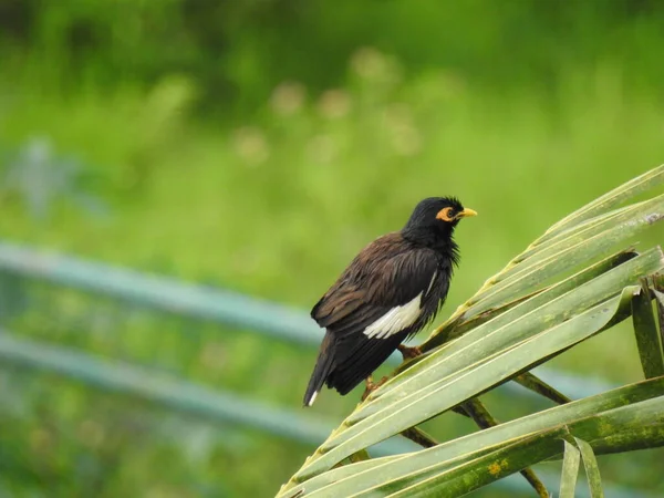 Close Bela Comum Myna Indiana Myna Acridotheres Tristis Pássaro Fundo — Fotografia de Stock