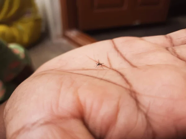 Closeup Homem Segurando Mosquito Uma Mão Topo Mão Sentado — Fotografia de Stock