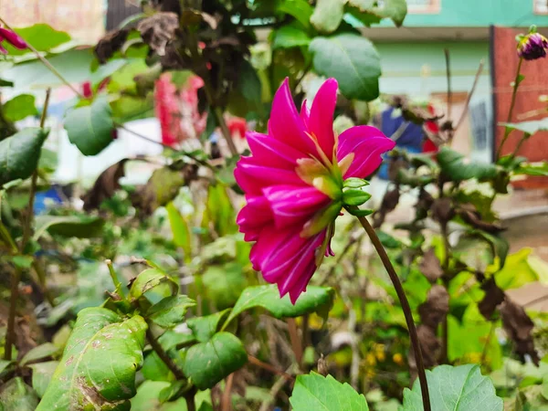 Closeup Bela Cor Rosa Shadow Cat Dahlia Flower Crescer Jardim — Fotografia de Stock