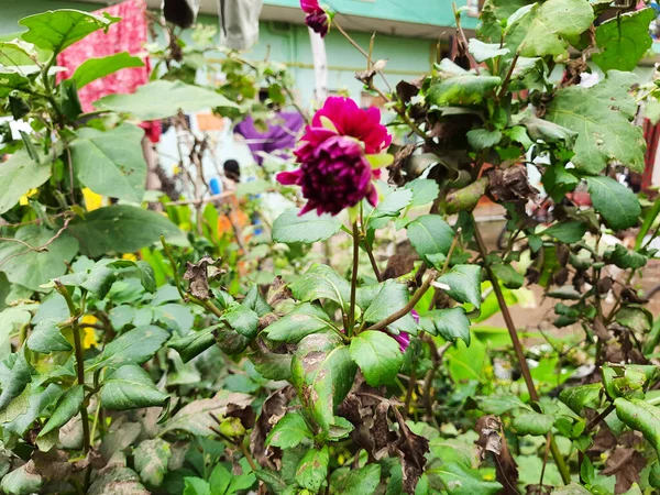 Closeup Bela Cor Rosa Shadow Cat Dahlia Flower Crescer Jardim — Fotografia de Stock