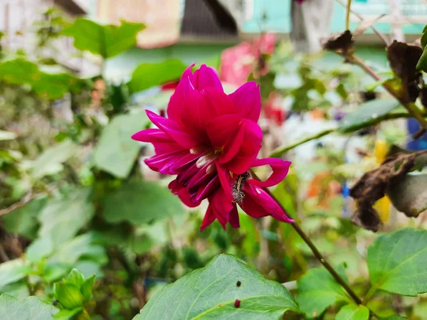 美しいピンク色のシャドウ猫やダリアの花の閉鎖は デシインドの庭で成長します — ストック写真