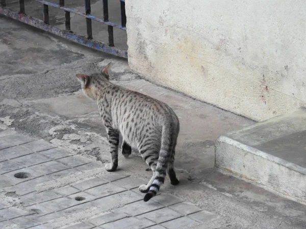 Closeup Bela Indian Gray Color Cat Caminhando Frente Casa — Fotografia de Stock