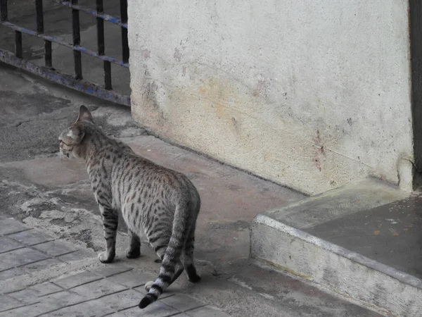 Closeup Bela Indian Gray Color Cat Caminhando Frente Casa — Fotografia de Stock