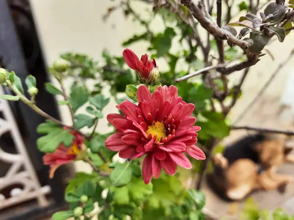 Primer Plano Una Hermosa Flor Crisantemo Color Rojo Marrón Una —  Fotos de Stock