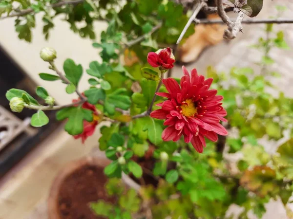 一种美丽的红色或栗色菊花在有绿叶背景的花盆中的遮掩 — 图库照片